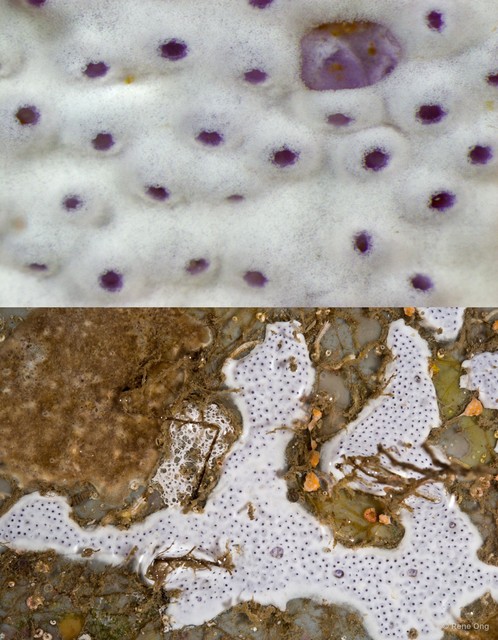 Ascidiacea sp. "Colonial ascidian 11"•&copy; Rene Ong•All Rights Reserved
