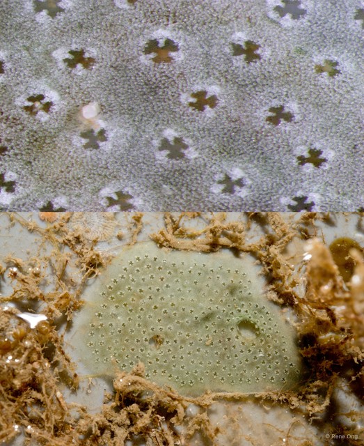 Ascidiacea sp. "Colonial ascidian 12"•&copy; Rene Ong•All Rights Reserved
