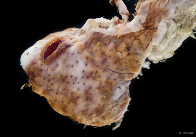 Ascidiacea sp. "Colonial ascidian 13"•&copy; Rene Ong•All Rights Reserved