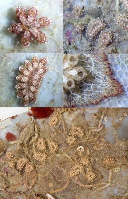 Ascidiacea sp. "Colonial ascidian 14"•&copy; Rene Ong•All Rights Reserved
