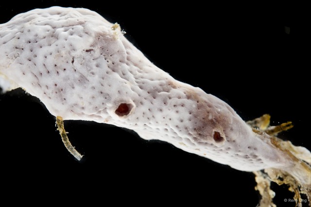 Ascidiacea sp. "Colonial ascidian 15"•&copy; Rene Ong•All Rights Reserved