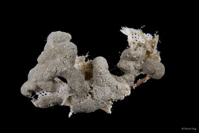 Ascidiacea sp. "Colonial ascidian 16"•&copy; Rene Ong•All Rights Reserved