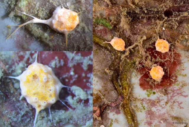 Ascidiacea sp. "Colonial ascidian 17"•&copy; Rene Ong•All Rights Reserved