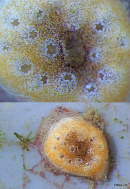 Ascidiacea sp. "Colonial ascidian 18"•&copy; Rene Ong•All Rights Reserved