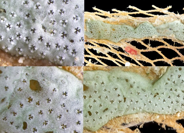 Ascidiacea sp. "Colonial ascidian 19"•&copy; Rene Ong•All Rights Reserved
