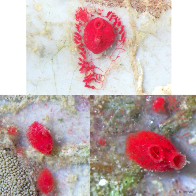 Ascidiacea sp. "Colonial ascidian 2"•&copy; Rene Ong•All Rights Reserved