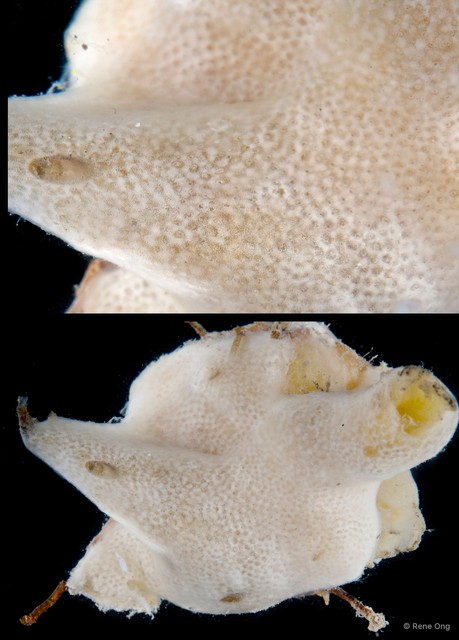 Ascidiacea sp. "Colonial ascidian 20"•&copy; Rene Ong•All Rights Reserved