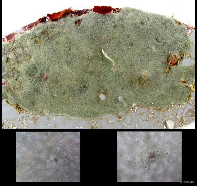Ascidiacea sp. "Colonial ascidian 21"•&copy; Rene Ong•All Rights Reserved