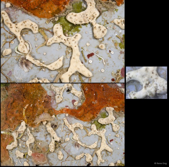 Ascidiacea sp. "Colonial ascidian 22"•&copy; Rene Ong•All Rights Reserved