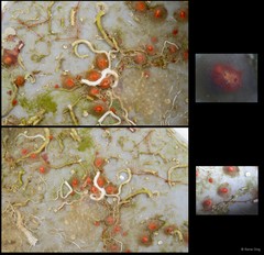 Ascidiacea sp. "Colonial ascidian 23"