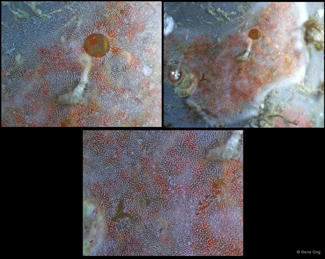 Ascidiacea sp. "Colonial ascidian 25"•&copy; Rene Ong•All Rights Reserved
