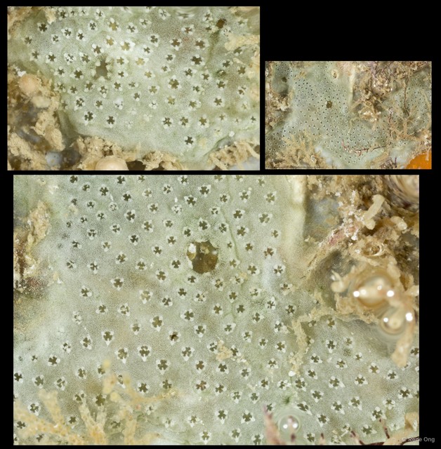 Ascidiacea sp. "Colonial ascidian 26"•&copy; Rene Ong•All Rights Reserved
