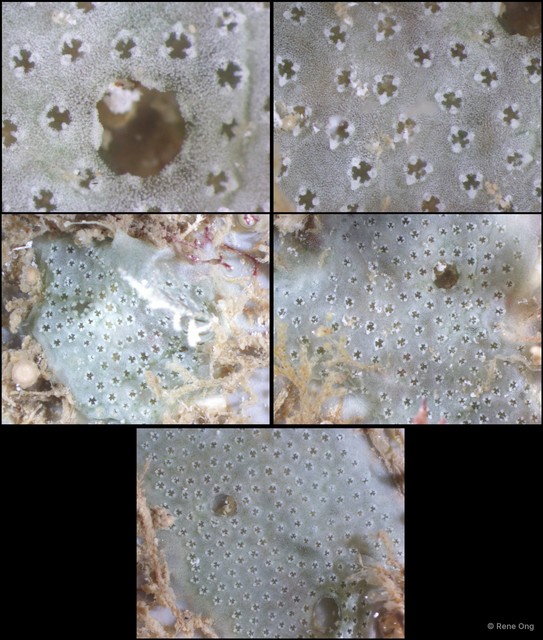 Ascidiacea sp. "Colonial ascidian 27"•&copy; Rene Ong•All Rights Reserved