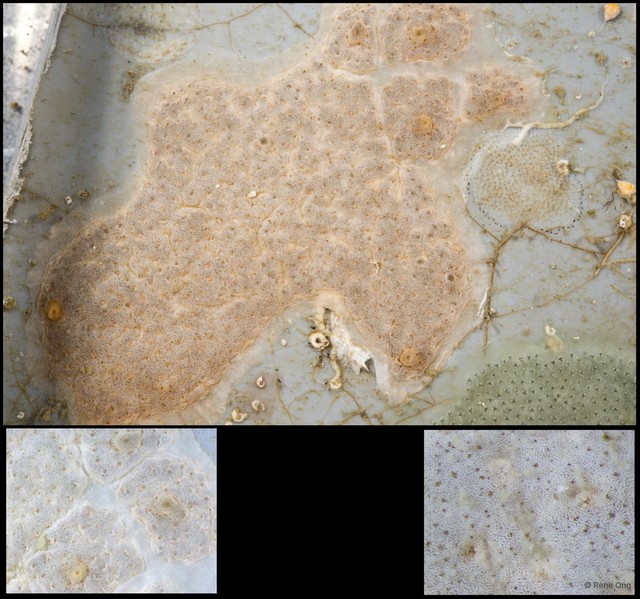 Ascidiacea sp. "Colonial ascidian 28"•&copy; Rene Ong•All Rights Reserved