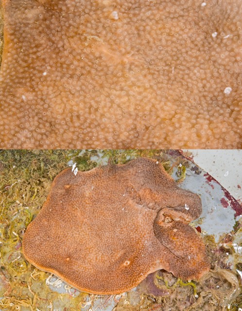 Ascidiacea sp. "Colonial ascidian 3"•&copy; Rene Ong•All Rights Reserved