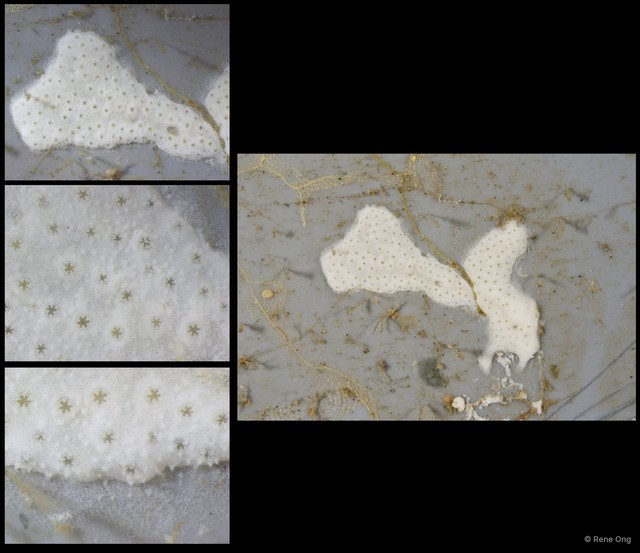 Ascidiacea sp. "Colonial ascidian 30"•&copy; Rene Ong•All Rights Reserved