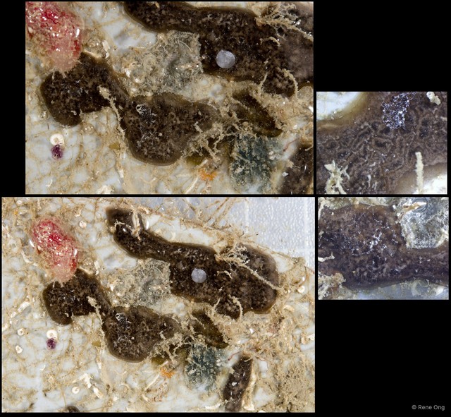 Ascidiacea sp. "Colonial ascidian 31"•&copy; Rene Ong•All Rights Reserved