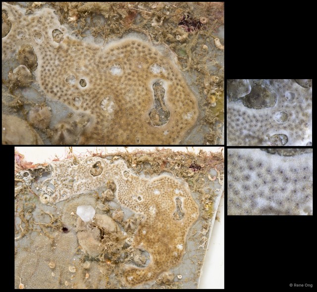 Ascidiacea sp. "Colonial ascidian 32"•&copy; Rene Ong•All Rights Reserved