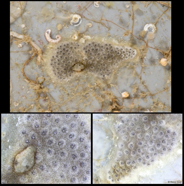 Ascidiacea sp. "Colonial ascidian 33"•&copy; Rene Ong•All Rights Reserved