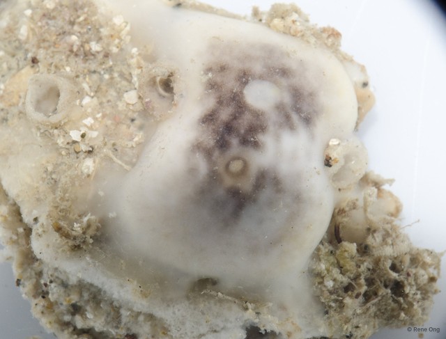 Ascidiacea sp. "Colonial ascidian 34"•&copy; Rene Ong•All Rights Reserved