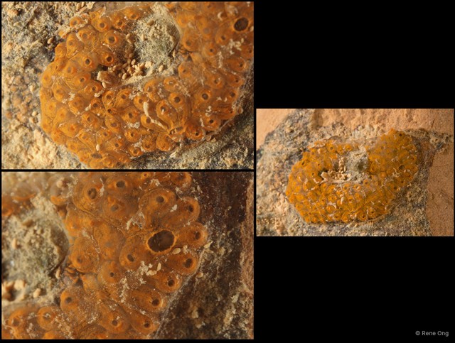 Ascidiacea sp. "Colonial ascidian 35"•&copy; Rene Ong•All Rights Reserved