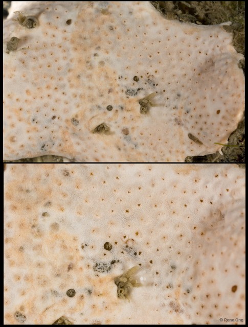 Ascidiacea sp. "Colonial ascidian 36"•&copy; Rene Ong•All Rights Reserved