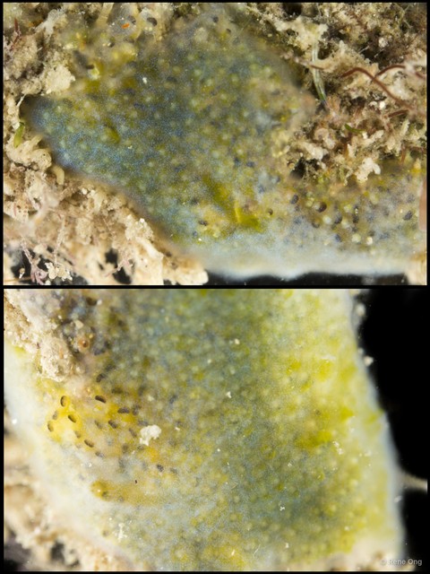 Ascidiacea sp. "Colonial ascidian 37"•&copy; Rene Ong•All Rights Reserved