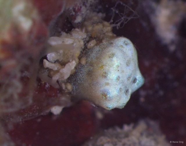 Ascidiacea sp. "Colonial ascidian 38"•&copy; Rene Ong•All Rights Reserved