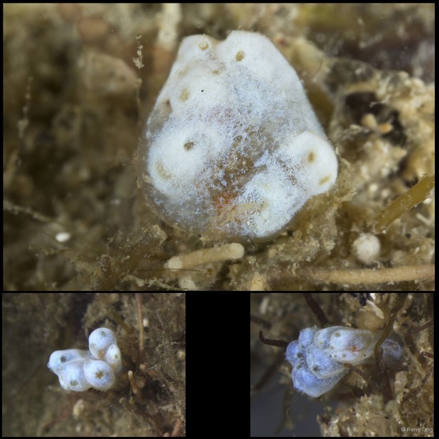Ascidiacea sp. "Colonial ascidian 39"•&copy; Rene Ong•All Rights Reserved