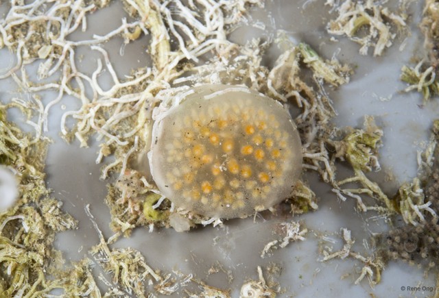Ascidiacea sp. "Colonial ascidian 4"•&copy; Rene Ong•All Rights Reserved