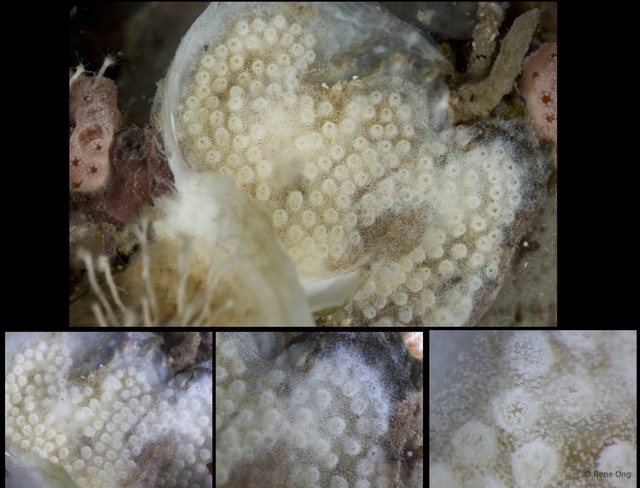 Ascidiacea sp. "Colonial ascidian 40"•&copy; Rene Ong•All Rights Reserved