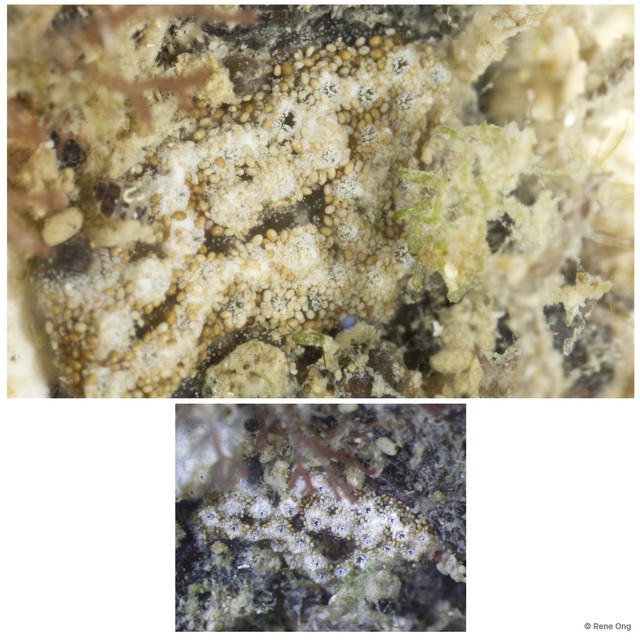 Ascidiacea sp. "Colonial ascidian 41"•&copy; Rene Ong•All Rights Reserved