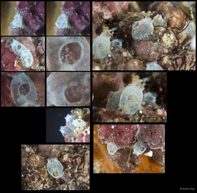 Ascidiacea sp. "Colonial ascidian 42"•&copy; Rene Ong•All Rights Reserved