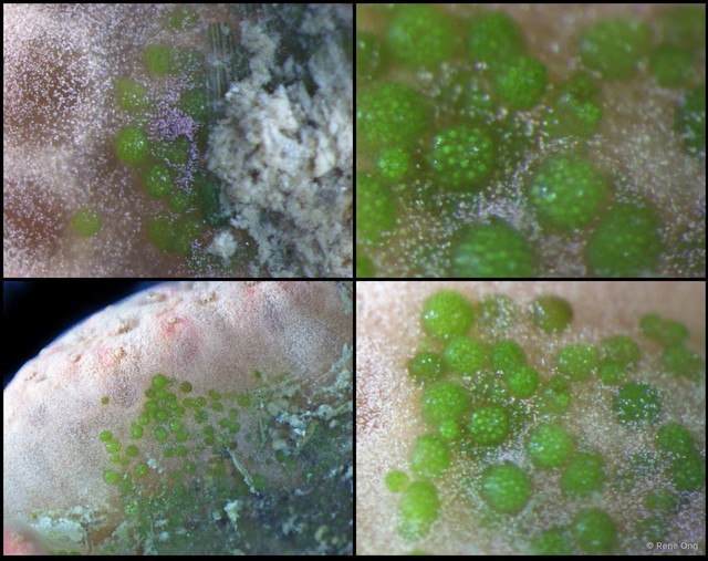 Ascidiacea sp. "Colonial ascidian 43"•&copy; Rene Ong•All Rights Reserved
