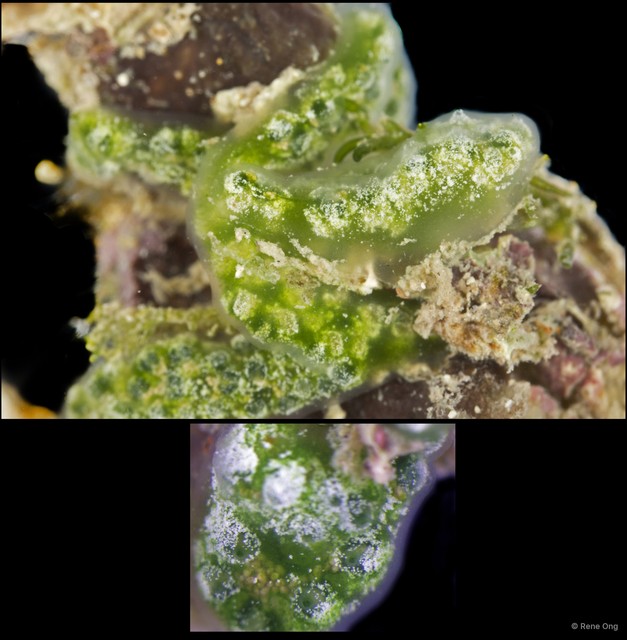 Ascidiacea sp. "Colonial ascidian 44"•&copy; Rene Ong•All Rights Reserved