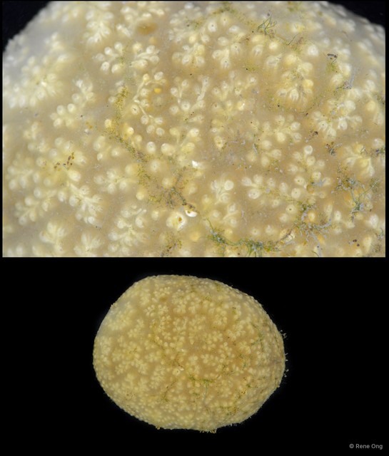 Ascidiacea sp. "Colonial ascidian 46"•&copy; Rene Ong•All Rights Reserved