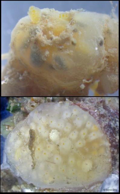 Ascidiacea sp. "Colonial ascidian 47"•&copy; Rene Ong•All Rights Reserved