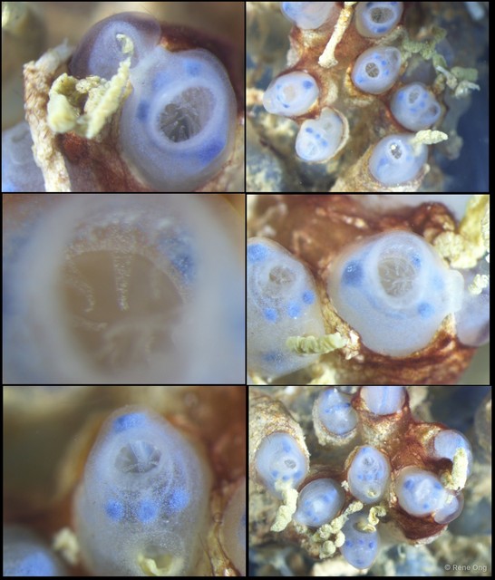 Ascidiacea sp. "Colonial ascidian 48"•&copy; Rene Ong•All Rights Reserved