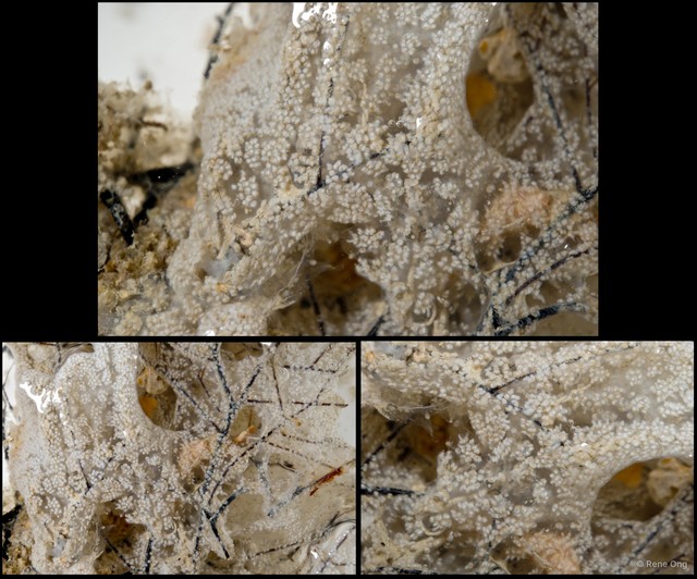 Ascidiacea sp. "Colonial ascidian 49"•&copy; Rene Ong•All Rights Reserved