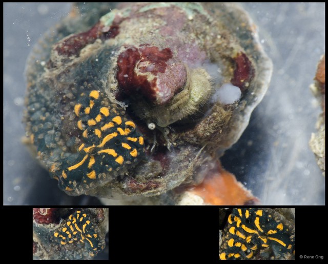 Ascidiacea sp. "Colonial ascidian 50"•&copy; Rene Ong•All Rights Reserved
