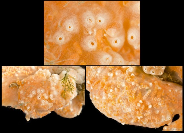 Ascidiacea sp. "Colonial ascidian 51"•&copy; Rene Ong•All Rights Reserved