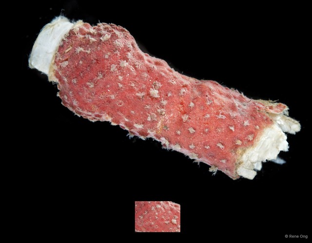Ascidiacea sp. "Colonial ascidian 52"•&copy; Rene Ong•All Rights Reserved