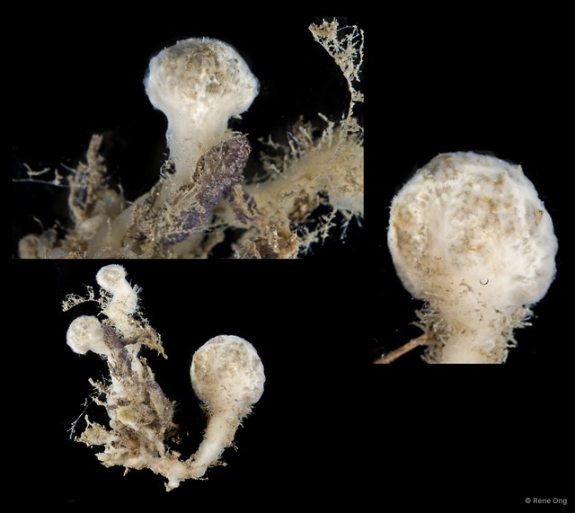 Ascidiacea sp. "Colonial ascidian 53"•&copy; Rene Ong•All Rights Reserved