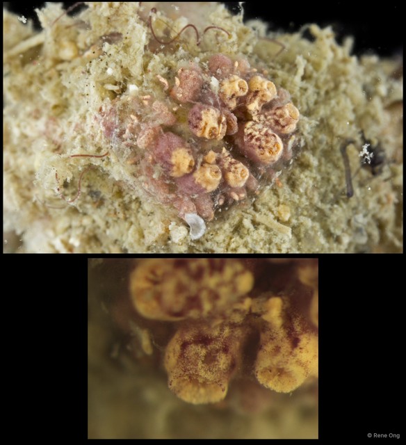 Ascidiacea sp. "Colonial ascidian 54"•&copy; Rene Ong•All Rights Reserved