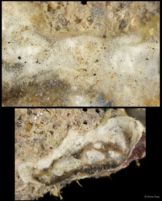 Ascidiacea sp. "Colonial ascidian 55"•&copy; Rene Ong•All Rights Reserved