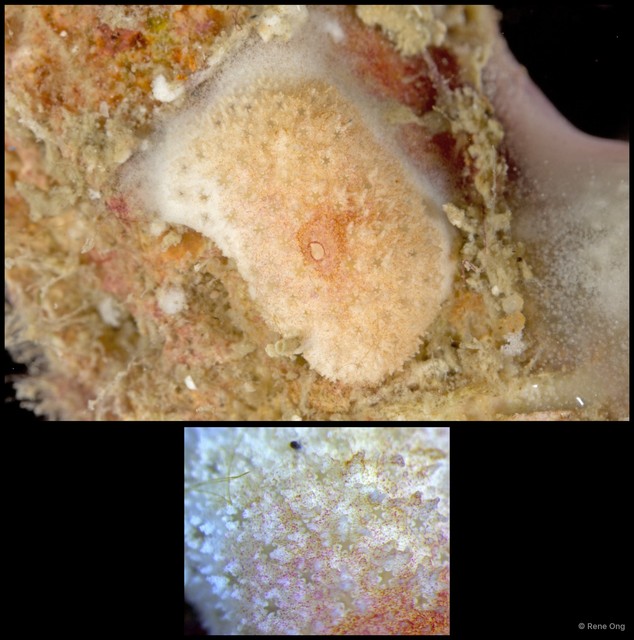 Ascidiacea sp. "Colonial ascidian 56"•&copy; Rene Ong•All Rights Reserved