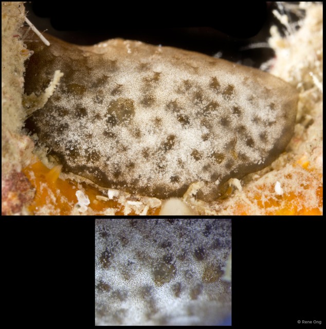 Ascidiacea sp. "Colonial ascidian 57"•&copy; Rene Ong•All Rights Reserved