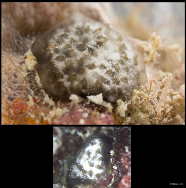 Ascidiacea sp. "Colonial ascidian 58"•&copy; Rene Ong•All Rights Reserved