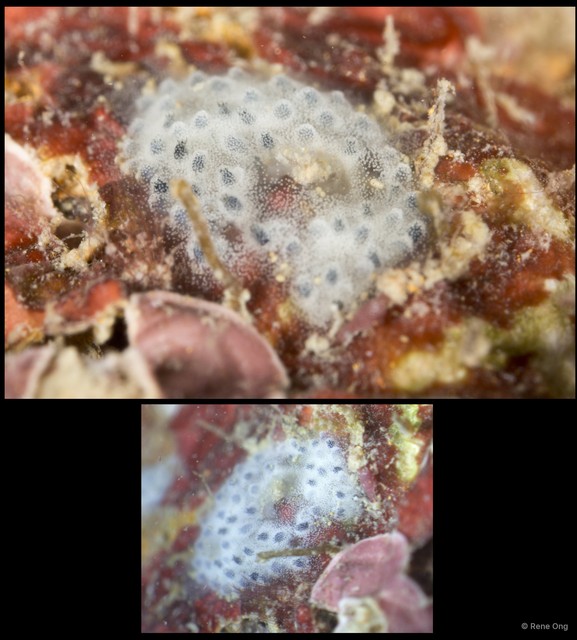 Ascidiacea sp. "Colonial ascidian 59"•&copy; Rene Ong•All Rights Reserved
