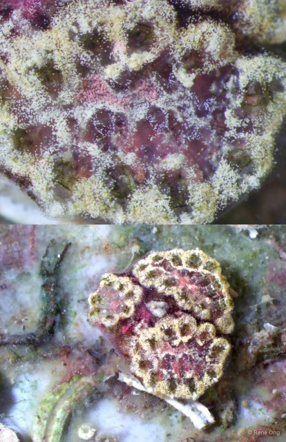 Ascidiacea sp. "Colonial ascidian 6"•&copy; Rene Ong•All Rights Reserved